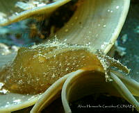 AEG0091 Phyllaplysia padinae.jpg