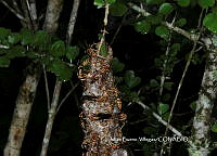 JBV010 Polistes fuscatus.JPG
