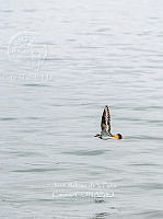 JAPC 0002 Charadrius vociferus.jpg