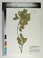 JAdNV0381 Quercus oleoides.JPG