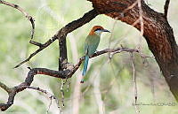 MPR01 Momotus mexicanus.jpg