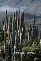 3R 00823 Cephalocereus tetetzo.tif