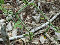 MEGA 0708 Pereskiopsis porteri.JPG