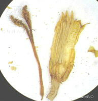 SL2608 Dahlia merckii.jpg