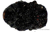 LHR001 Exema dispar.jpg