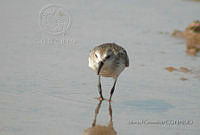 MGaves 187 Calidris pusilla.jpg