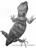 SSS0005 Xenosaurus rectocollaris.JPG