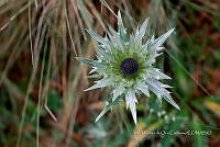 IMDOC Hong 0124 Eryngium proteiflorum.jpg