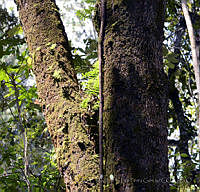 MDLLPG0133 Quercus peduncularis.jpg
