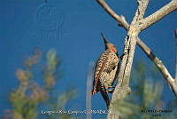 GRC0013 Colaptes auratus.jpg