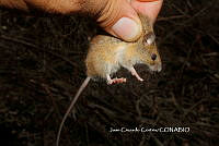 JCC0325 Reithrodontomys fulvescens ssp. tropicalis.JPG