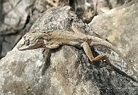 RCF0002 Anolis nebulosus.jpg