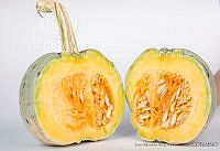 IMDOC2942 Cucurbita pepo.jpg