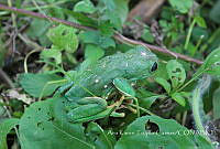 AKTC001 Agalychnis dacnicolor.jpg