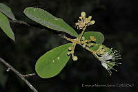 EMA051 Quadrella asperifolia.jpg