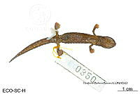 ME006 herp SCLC 0242 Bolitoglossa stuarti - Wake & Brame, 1969.jpg