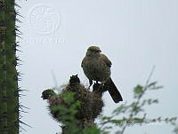 CAR 0010 Toxostoma redivivum.jpg