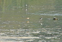 HJ6- 0928- Himantopus mexicanus, Limosa fedoa.jpg