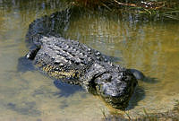 CNS0261 Crocodylus moreletii.jpg