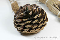 MASM06772 Pinus oocarpa.jpg