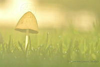 SLYG04 Conocybe apala.jpg