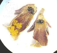 SL1593 Jatropha dioica.jpg