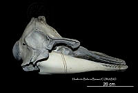 ME006 MM 131 Globicephala macrorhynchus.jpg
