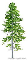 ANP0341 Pinus strobiformis.jpg