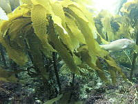 RRR0027 Eisenia arborea.JPG