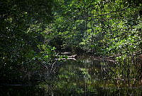 FBA0538 Tabasco, México.jpg