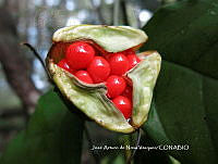 JAdNV0111 Bomarea edulis.JPG