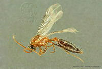 AGDE019-94 Brachycistis alcanor.jpg
