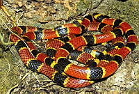 MDL0291 Micrurus browni.jpg