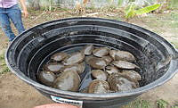 NE017 173 Dermatemys mawii.jpg