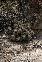 3R 00811 Echinocereus stramineus.tif