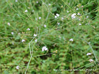MEGA 0692 Boerhavia erecta.JPG