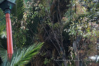 PRB0032 Myiopsitta monachus, Phoenix canariensis.jpg
