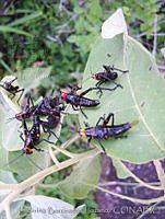 LBL0053 Chromacris colorata.jpg