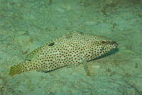 IDG1713 Epinephelus adscensionis.jpg