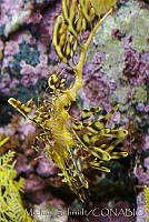 MS0149 Phycodurus eques.jpg