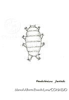 MARL0564 Pseudechiniscus facettalis.jpg