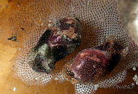 DP014-8 Haminoea ovalis.jpg