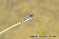 PJ016 0596 Dythemis nigrescens.JPG
