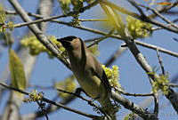 CNS0140 Bombycilla cedrorum.jpg