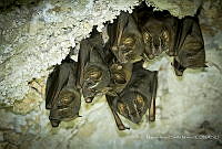 MASM06899 Artibeus phaeotis.jpg