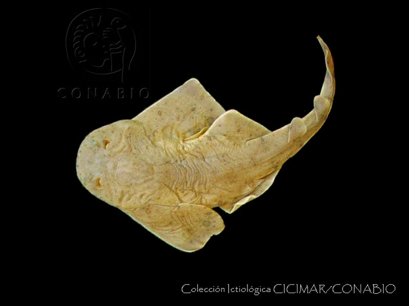CICIMAR0489%20Squatina%20californica.jpg.8yf8lu30MfUfcy9hQA3g0JtbmFja29CbnFuZ3NAbXJ6LGtwZwA.4olLbd8ylQ