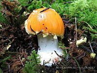 MCS160 Amanita sp..JPG