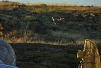 GECI L046 046 Sturnus vulgaris.JPG
