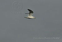 PRB0083 Larus delawarensis.jpg