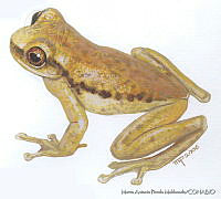 MAPM0712 Exerodonta melanomma.jpg